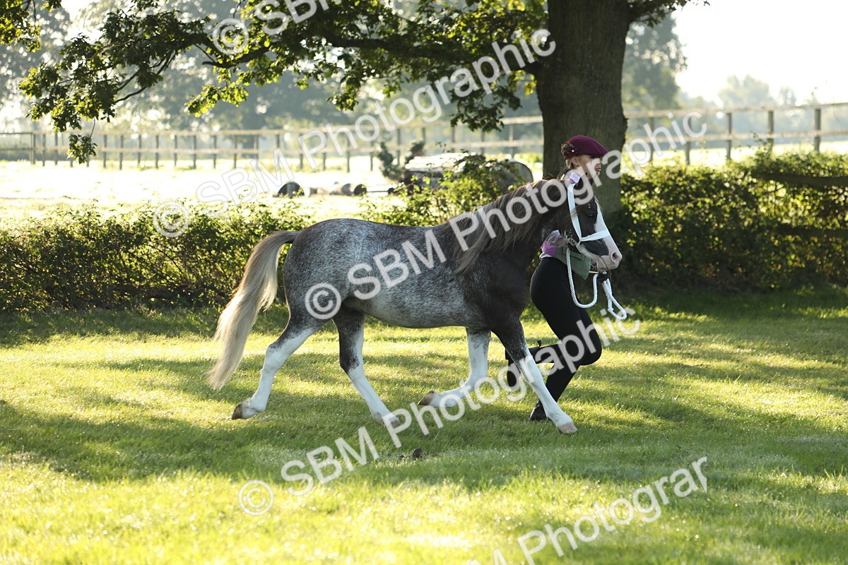 SBM_57942 - S42 - Youngstock