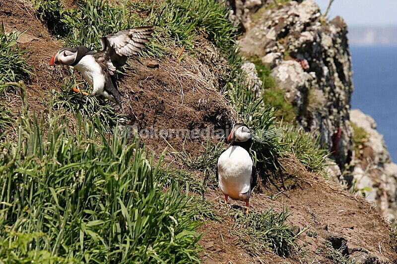 _56A7235 - Skomer 2019