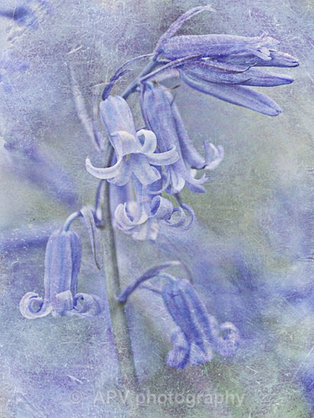Blue Velvet - A5 Size cards