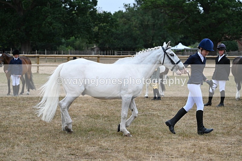 WJ7_9595 - Class 5 Most Handsome Gelding (up to 14.2hh)