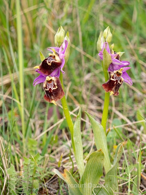 Apulian Ophrys (Ophrys fuciflora ssp apulica  also O. holoserica ssp apulica and O. apulica) - Gargano - Wild Orchids