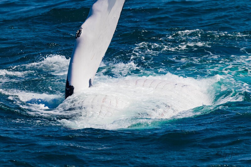 Tummy rub time 0A3A6276 - Humpback Whales
