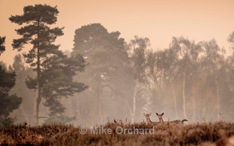 2 Deer_Rendlesham Forest_Suffolk - Landscapes