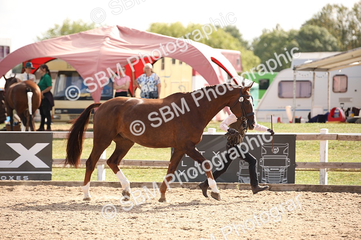 SBM_07054 - Class 25 IH Foreign Breeds- Pure bred
