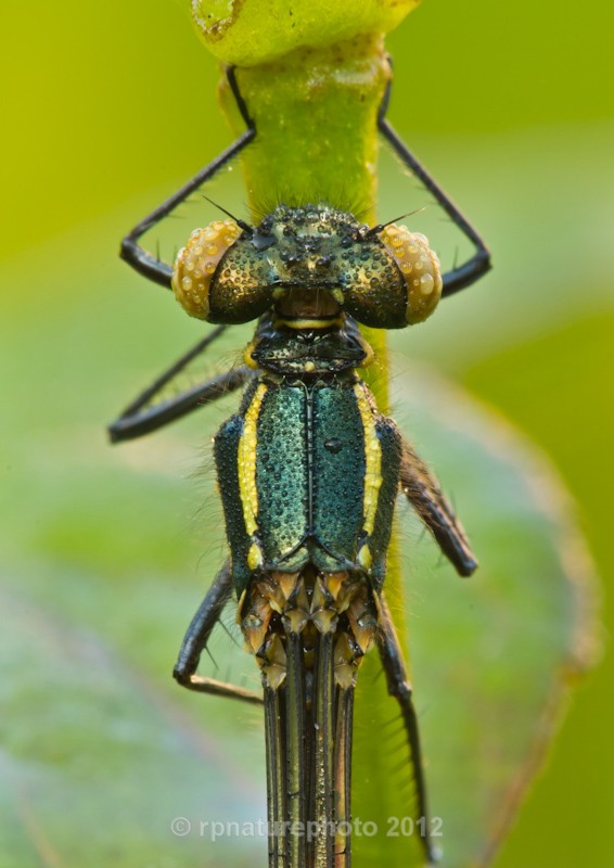 Large Red Damselfly - Pyrrhosoma nymphula RPNP0669 - Insects & Spiders
