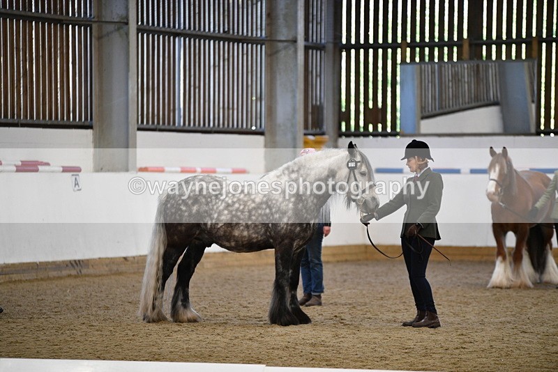 WJ5_5509 - Class 8 In hand cob