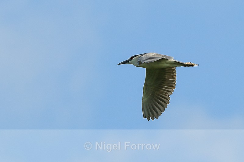 Black-crowned Night-Heron flying, Gao Giong, Vietnam - Black-crowned Night-Heron