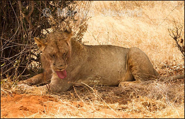 Lioness licking - Kenya, Tsavo East