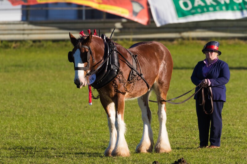 Long reining 3. 0A3A8306 - 2025 Senic Rim Clydesdale Spectacular