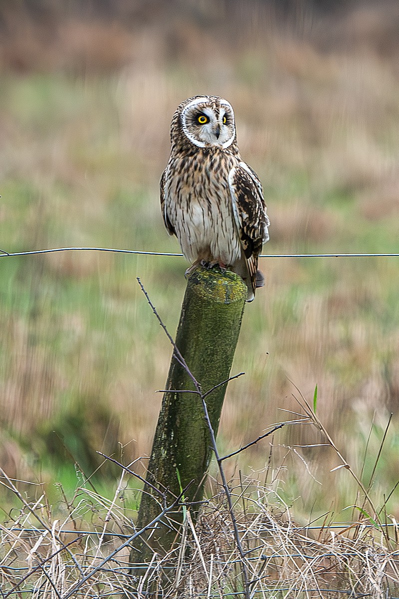  - Short Eared Owls