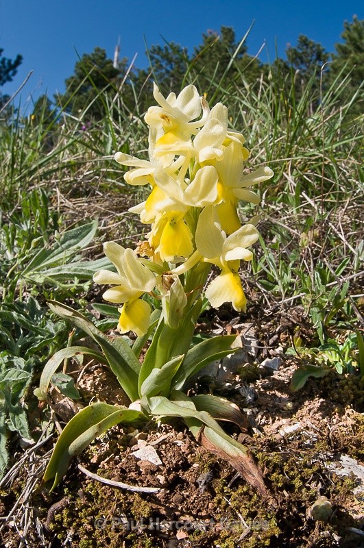  - Orchids - Orchis