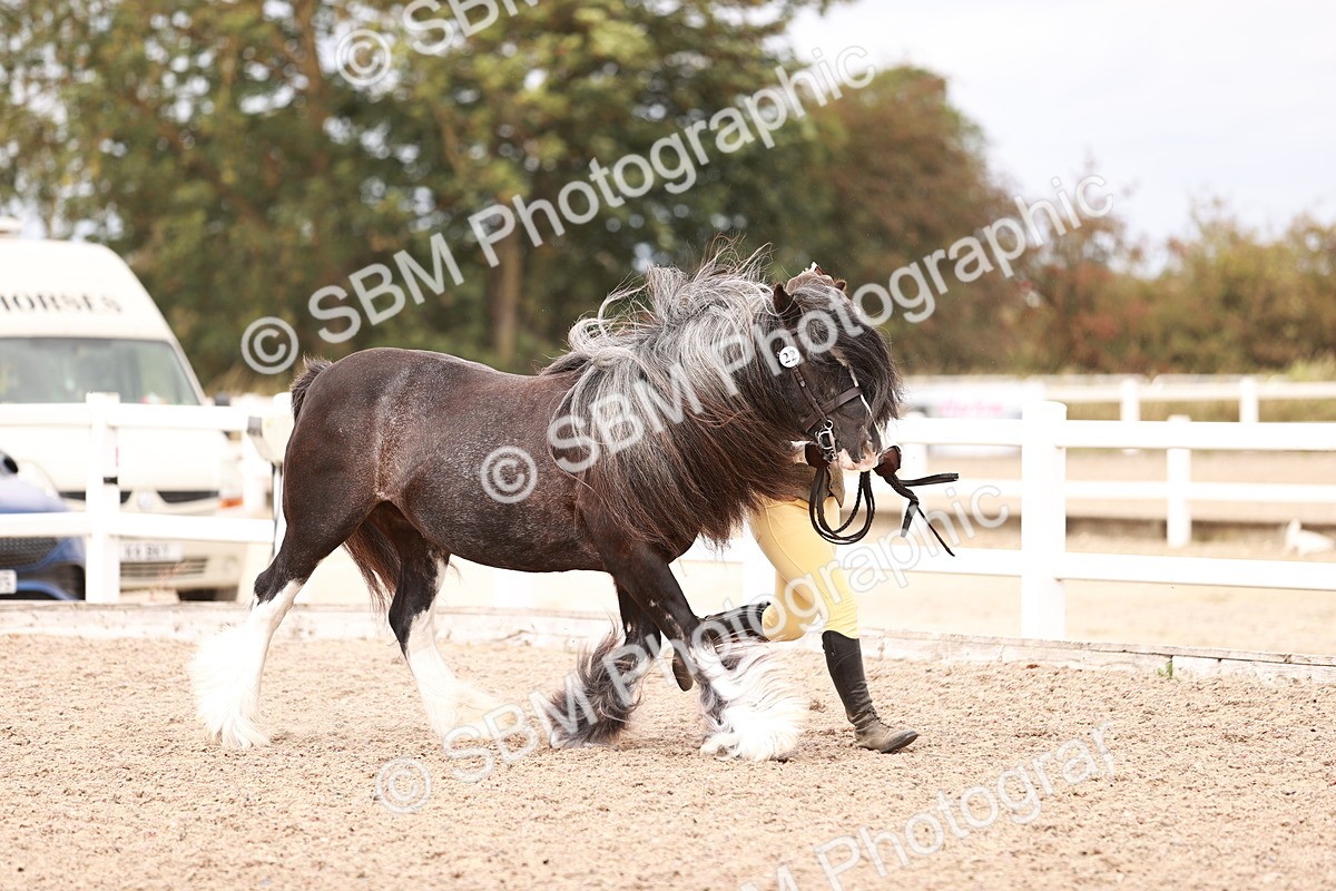 SBM_16290 - Class 413 - Best Condition - Adult