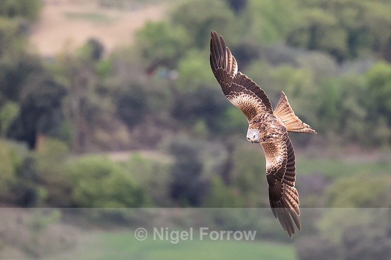 Red Kite in flight, Catalonia, Spain - Red Kite