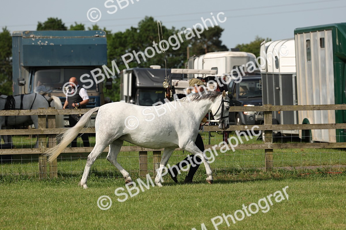 SBM_00779 - Class 6-13 - Mountatin and Moorland In Hand Welsh Breeds