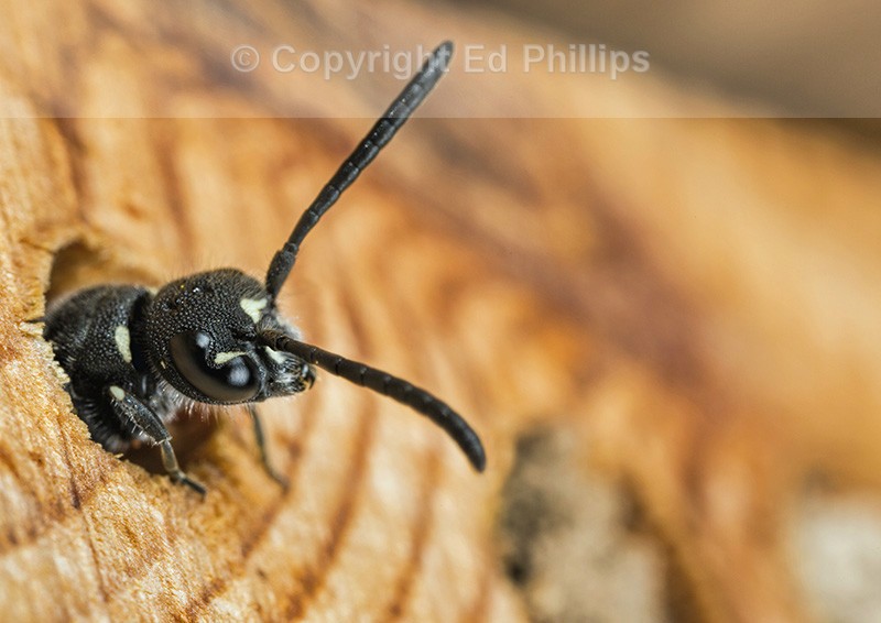 Sapyga quinquepunctata (f)