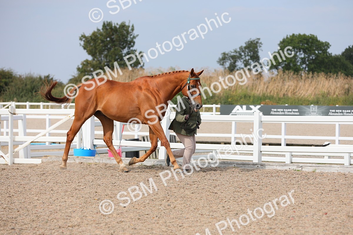 SBM_15908 - Class 313 IH Retired Racehorse