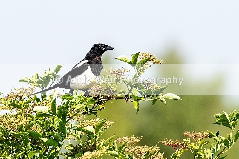 20180703untitled8E0A3122 - Corvids