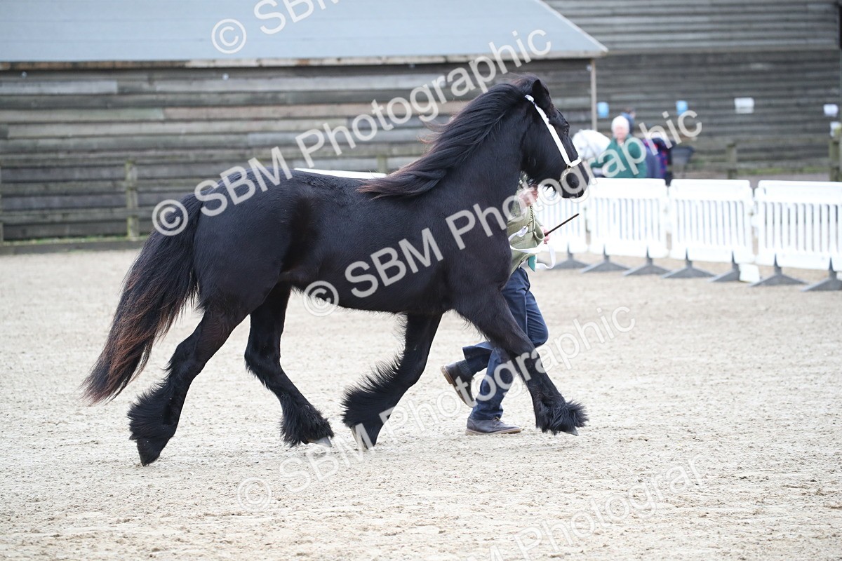 SBM_003978 - Class 1-4 - Young Stock classes Inc. In Hand Championship