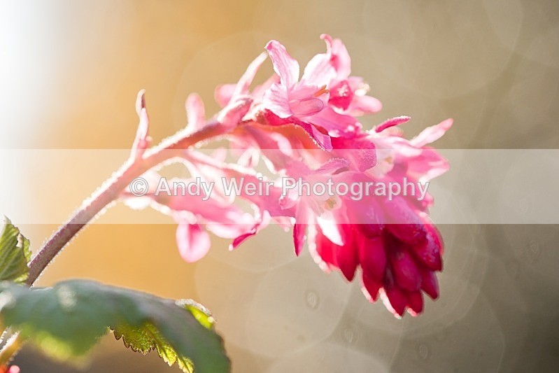 20120318-_MG_9421 - Plants & Flowers
