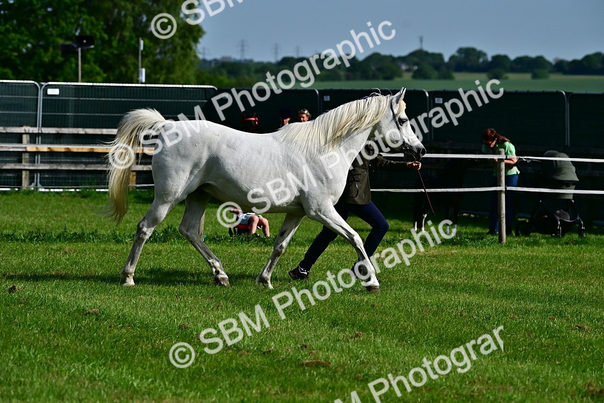 SBM_01049 - Class 46-49 - Arab and Part Bed-Anglo Arab In Hand
