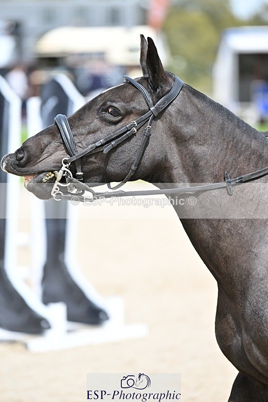 240413-124533-01055 - Cls 5+6 80cm Start to 1pm