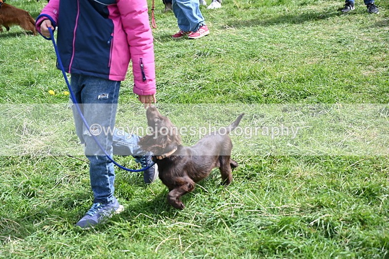 WJ6_8926 - Class 8 Best Working / Gun Dog or Bitch