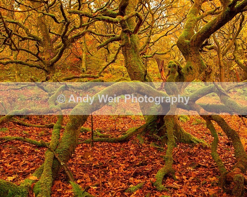 20121028-_MG_0670 - England