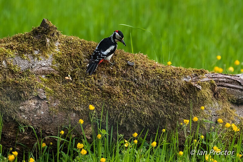 The Busy Parent - Great Spotted Woodpecker 1 of 6 - Nature