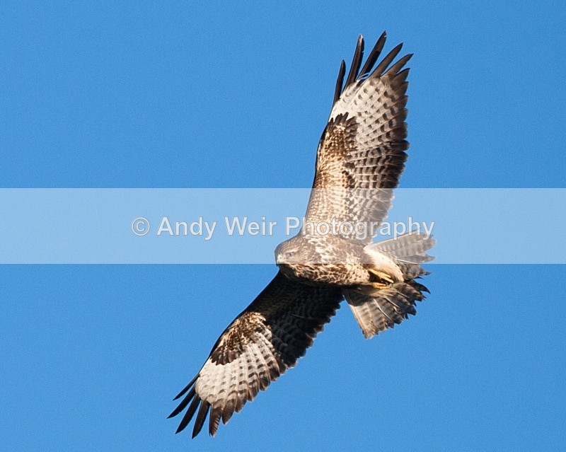 20100130-Gigrin 312 - Common Buzzard