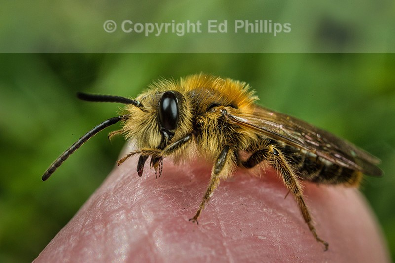 Andrena haemorrhoa (m)
