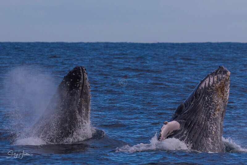 0A3A1908 - 2024 Whale Photos
