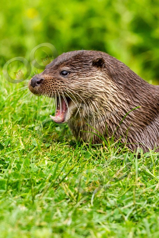 european otter lutra lutra-8160 - UK Wildlife