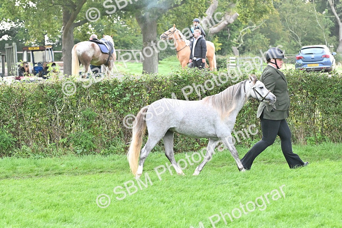SBM_56914 - S45 - Coloured Pony In Hand