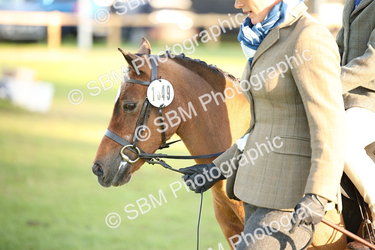 SBM_54469 - S27 - Mature Veteran - Ridden