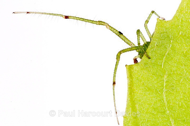  - Small Creatures - WB