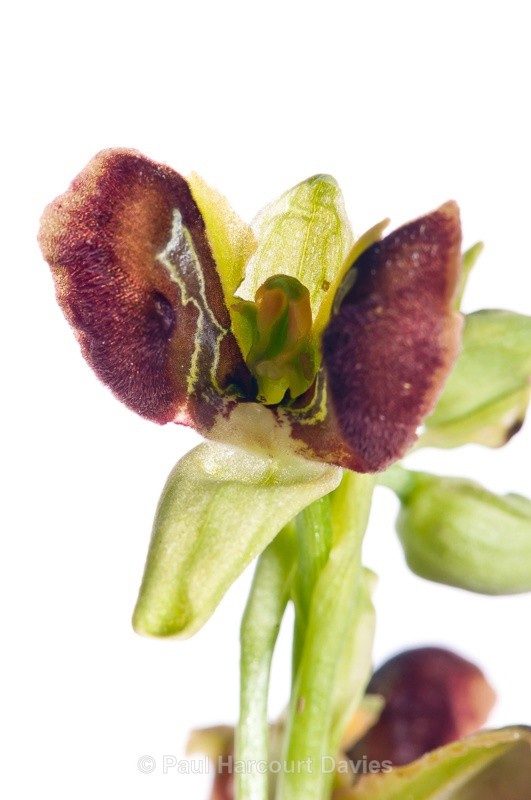  - WB: Orchids - Ophrys