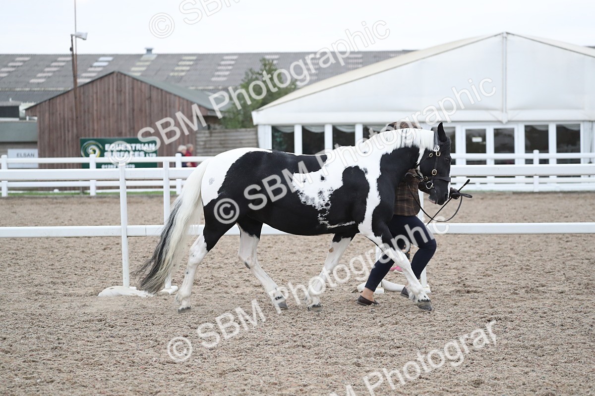 SBM_18330 - Class 318 IH Part bred Horse/Pony