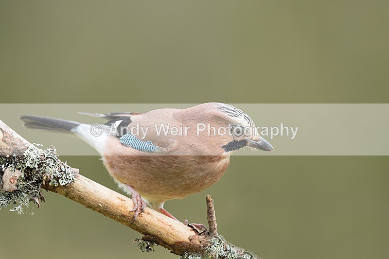 20160227-8E0A2393-4096 - Jay