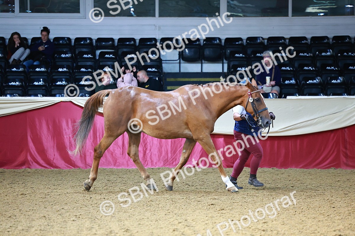 SBM_21797 - Class 901 - Supreme Final - IH  Diamond