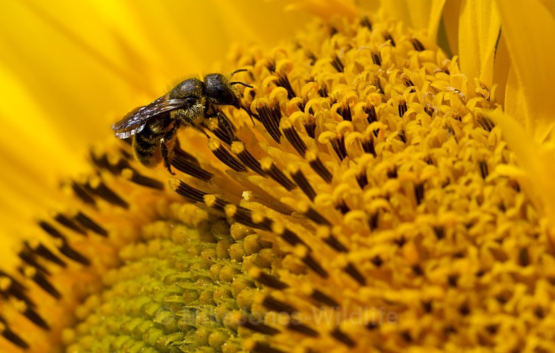  - MACRO IMAGES