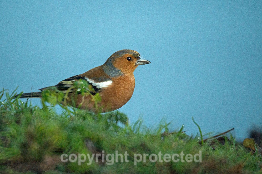 Chaffinch - Balderton Lake - Nottinghamshire - Birds