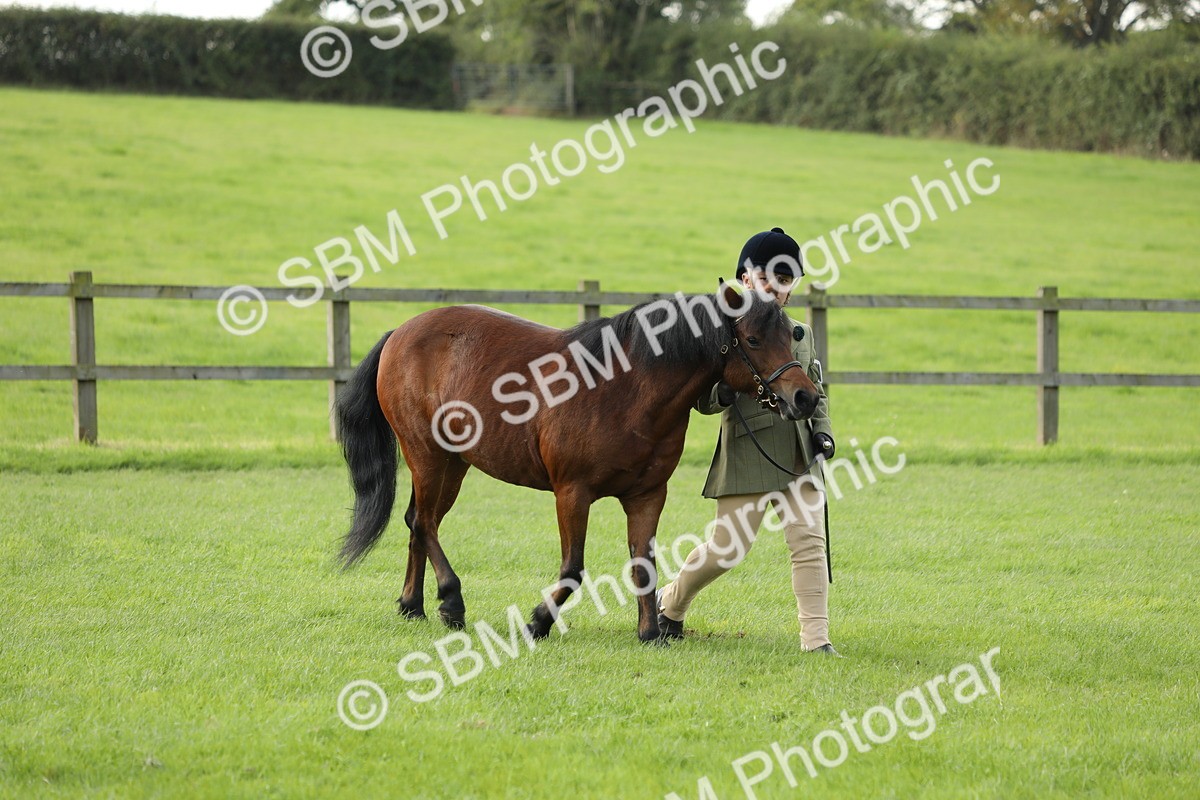 SBM_62371 - S46 - Mountain & Moorland In Hand Small Breeds