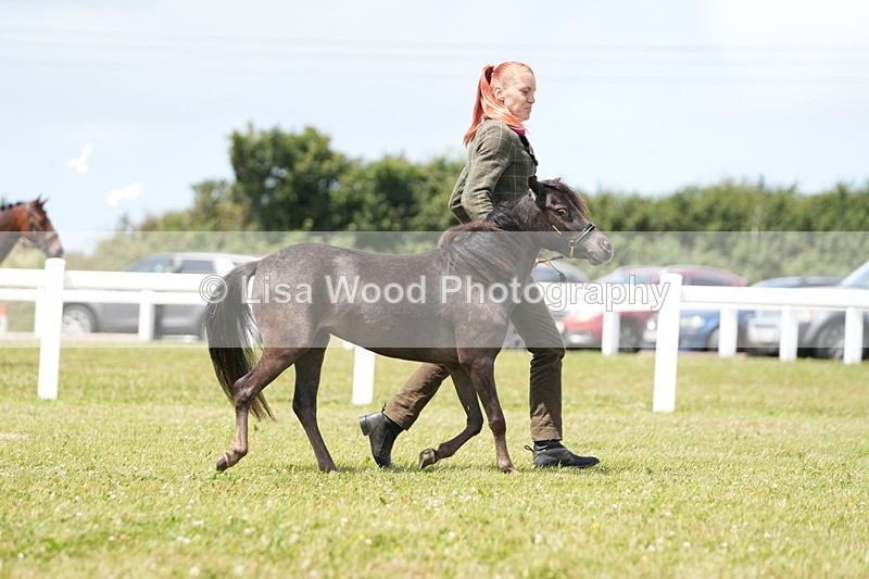 DSC06545 - Class 56: Miniature Horse 1, 2 & 3yr olds