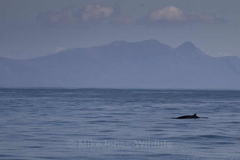 Minke Whale, Isle of Mull - ISLE OF MULL WILDLIFE, Wildlife images from the Inner Hebrides
