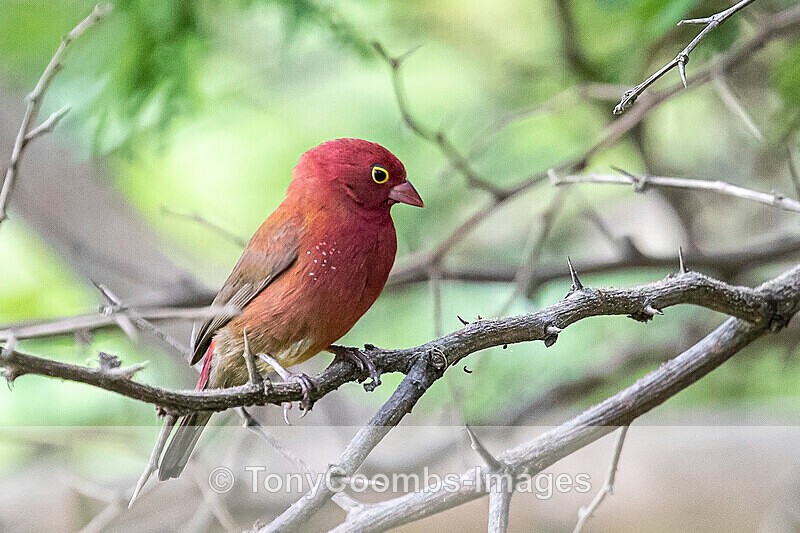 Red-billed Firefinch - The Gambia