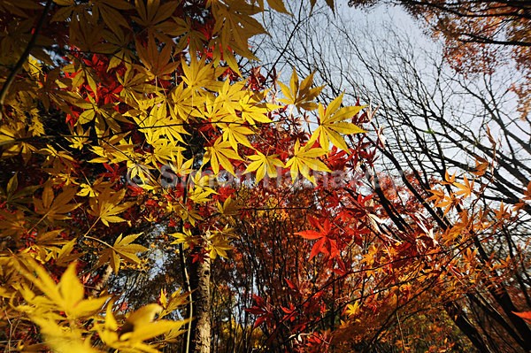 - South Korea