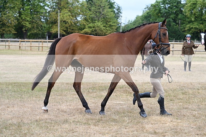 WJ7_0006 - Class 5a Most Handsome Gelding (above 14.2hh)