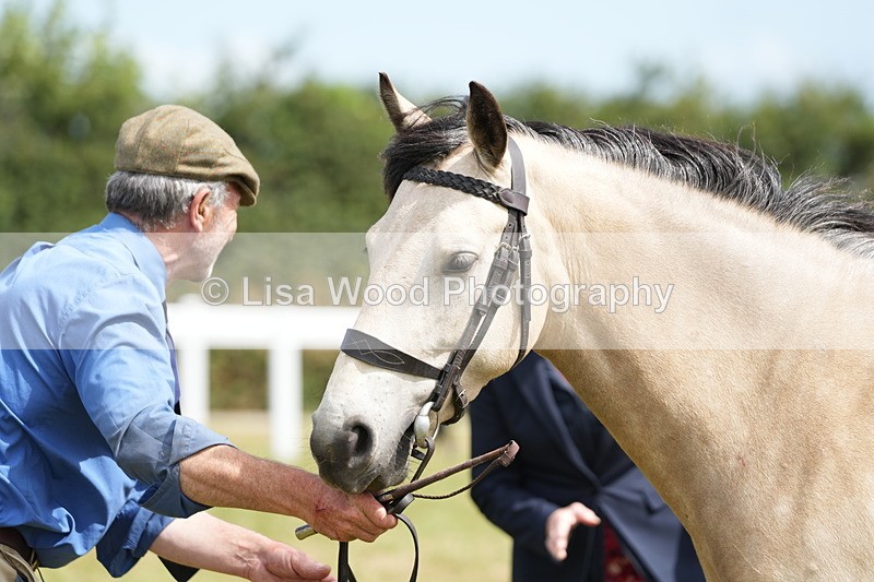 DSC05820 - Class 51: NPS M&M 4 years and over Large Breeds