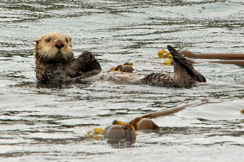 Sea Otter floating amongst kelp, Alaska - Otter