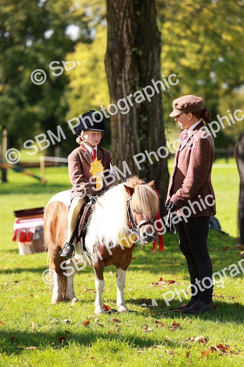 SBM_42200 - S32 - Mountain & Moorland Working Hunter Pony